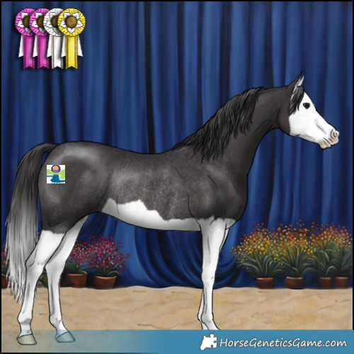Horse Color:Smoky Black Splash Rabicano 