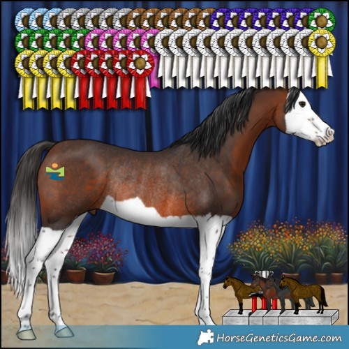 Horse Color:Brown Splash Rabicano 