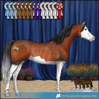 Horse Color:Brown Splash Rabicano