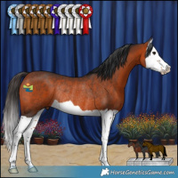 Horse Color:Brown Splash Rabicano
