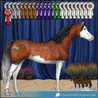 Horse Color:Brown Splash Rabicano 