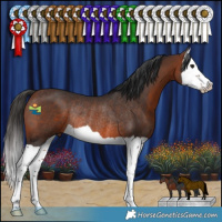 Horse Color:Brown Splash Rabicano