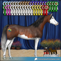 Horse Color:Brown Splash Rabicano 