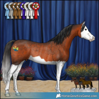 Horse Color:Brown Splash Rabicano 