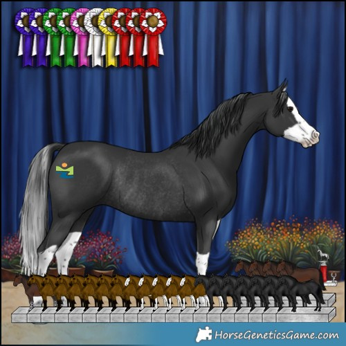 Horse Color:Black Splash Rabicano 