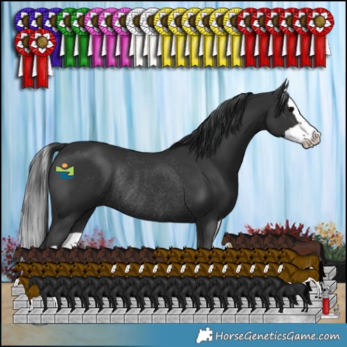 Horse Color:Black Splash Rabicano 