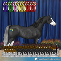 Horse Color:Black Splash Rabicano