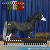 Horse Color:Black Splash Rabicano 