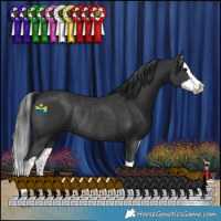 Horse Color:Black Splash Rabicano 