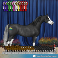 Horse Color:Black Splash Rabicano 