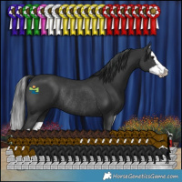 Horse Color:Black Splash Rabicano 
