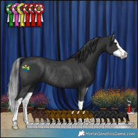 Horse Color:Black Splash Rabicano 