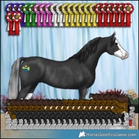 Horse Color:Black Splash Rabicano