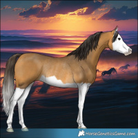Horse Color:Buckskin Splash Rabicano 