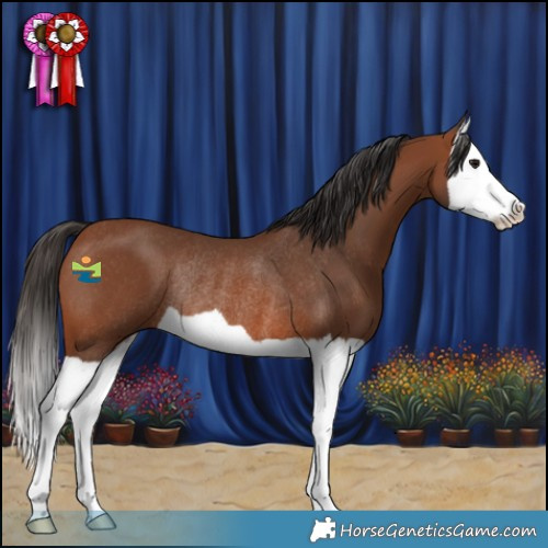 Horse Color:Bay Splash Rabicano 
