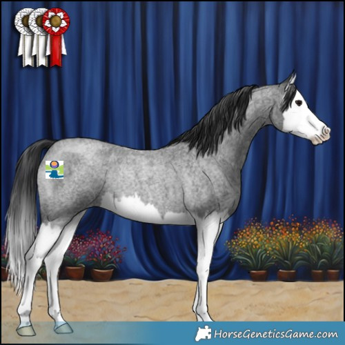 Horse Color:Blue Roan Splash Rabicano 