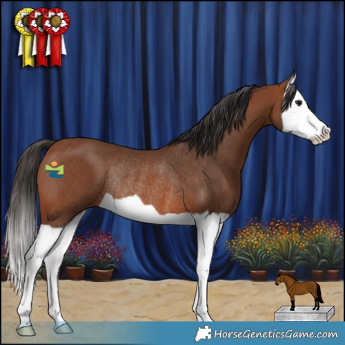 Horse Color:Bay Splash Rabicano 