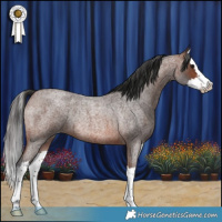 Horse Color:Brown Roan Splash Rabicano 