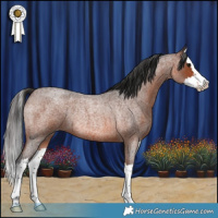 Horse Color:Brown Roan Splash Rabicano 