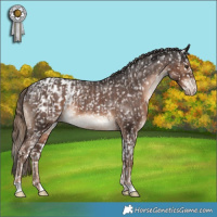 Horse Color:Liver Chestnut Splash Appaloosa  and Liver Chestnut Appaloosa 