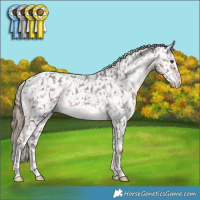 Horse Color:Liver Chestnut Splash Appaloosa  and Liver Chestnut Appaloosa 