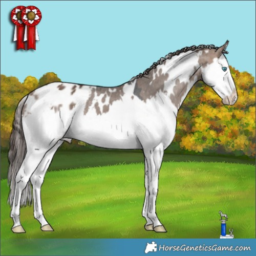 Horse Color:White Spotted Brown Dun Splash Appaloosa 