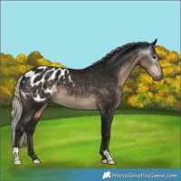 Horse Color:Gray Silver Smoky Black Appaloosa
