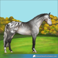 Horse Color:Gray Silver Smoky Black Appaloosa 
