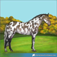 Horse Color:Gray Silver Buckskin Dun Tobiano Near Leopard