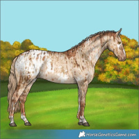 Horse Color:White Spotted Chocolate Palomino Dun Brindle and White Spotted Gold Champagne Dun Blanket Brindle