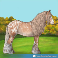 Horse Color:White Spotted Gold Champagne Dun  and White Spotted Gold Champagne Splash Appaloosa 
