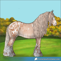 Horse Color:White Spotted Gold Champagne Dun and White Spotted Gold Champagne Splash Appaloosa
