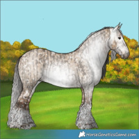 Horse Color:Gray Grullo Sabino Tobiano Rabicano  and Gray Liver Red Dun Sabino Tobiano Appaloosa Rabicano 