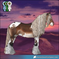 Horse Color:Liver Chestnut Splash  and White Spotted Liver Red Dun Brindle 