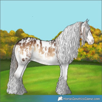 Horse Color:White Spotted Liver Red Onyx Splash  and Liver Red Onyx Appaloosa Rabicano 