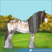 Horse Color:White Spotted Liver Red Onyx Splash  and Liver Red Onyx Appaloosa Rabicano 