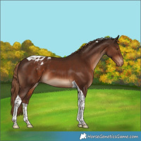 Horse Color:Liver Chestnut Tobiano Varnish 