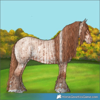 Horse Color:Red Roan Blanket  and White Spotted Gold Champagne Roan Dun 