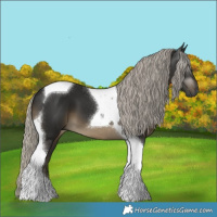 Horse Color:Gray Silver Smoky Black Tobiano 