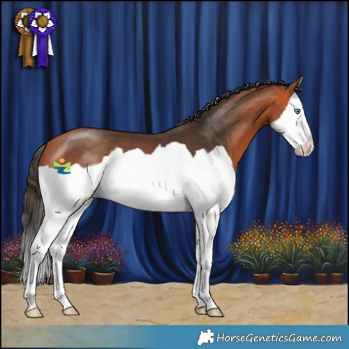 Horse Color:Bay Splash 