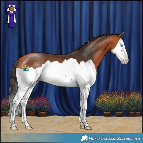 Horse Color:Bay Splash 