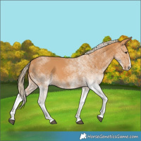 Horse Color:White Spotted Chestnut Splash 