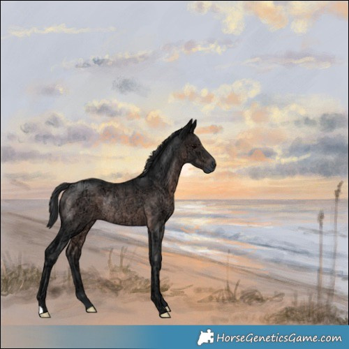 Horse Color:Platinum Brown Ice Rabicano 