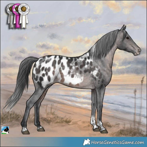 Horse Color:Platinum Brown Tobiano Appaloosa 