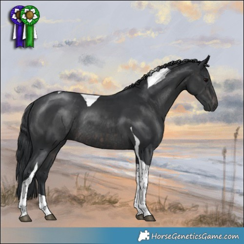 Horse Color:Platinum Brown Tobiano  and Platinum Black Tobiano Rabicano 