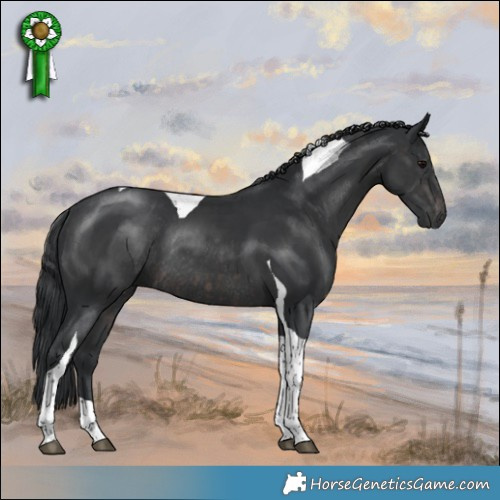 Horse Color:Platinum Brown Tobiano  and Platinum Black Tobiano Rabicano 