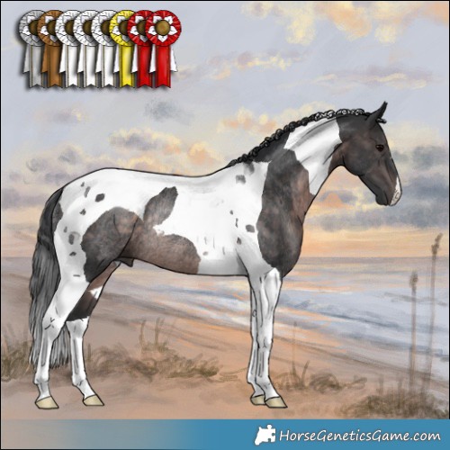 Horse Color:Platinum Brown Tobiano Rabicano 