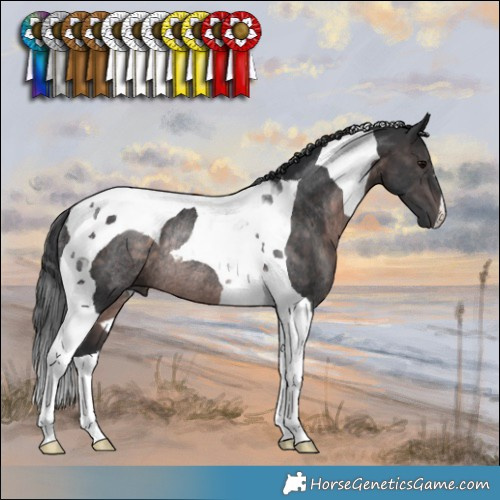 Horse Color:Platinum Brown Tobiano Rabicano 