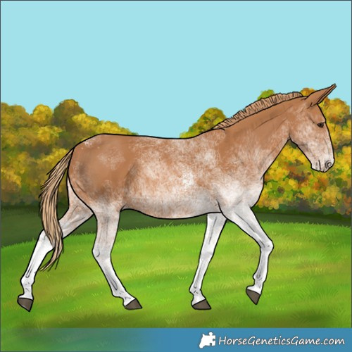 Horse Color:White Spotted Chestnut 