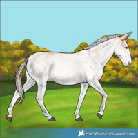 Horse Color:White Spotted Chestnut 